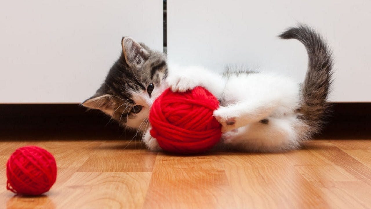 Funny Cats Playing with Yarn - YouTube