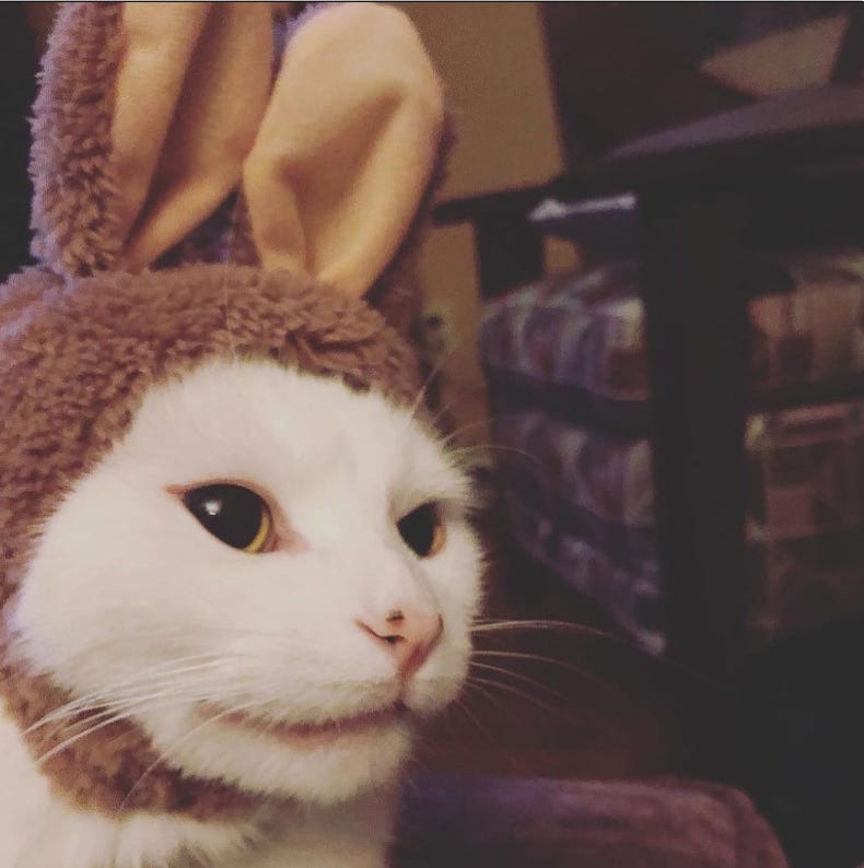 Smudge wearing bunny ears.