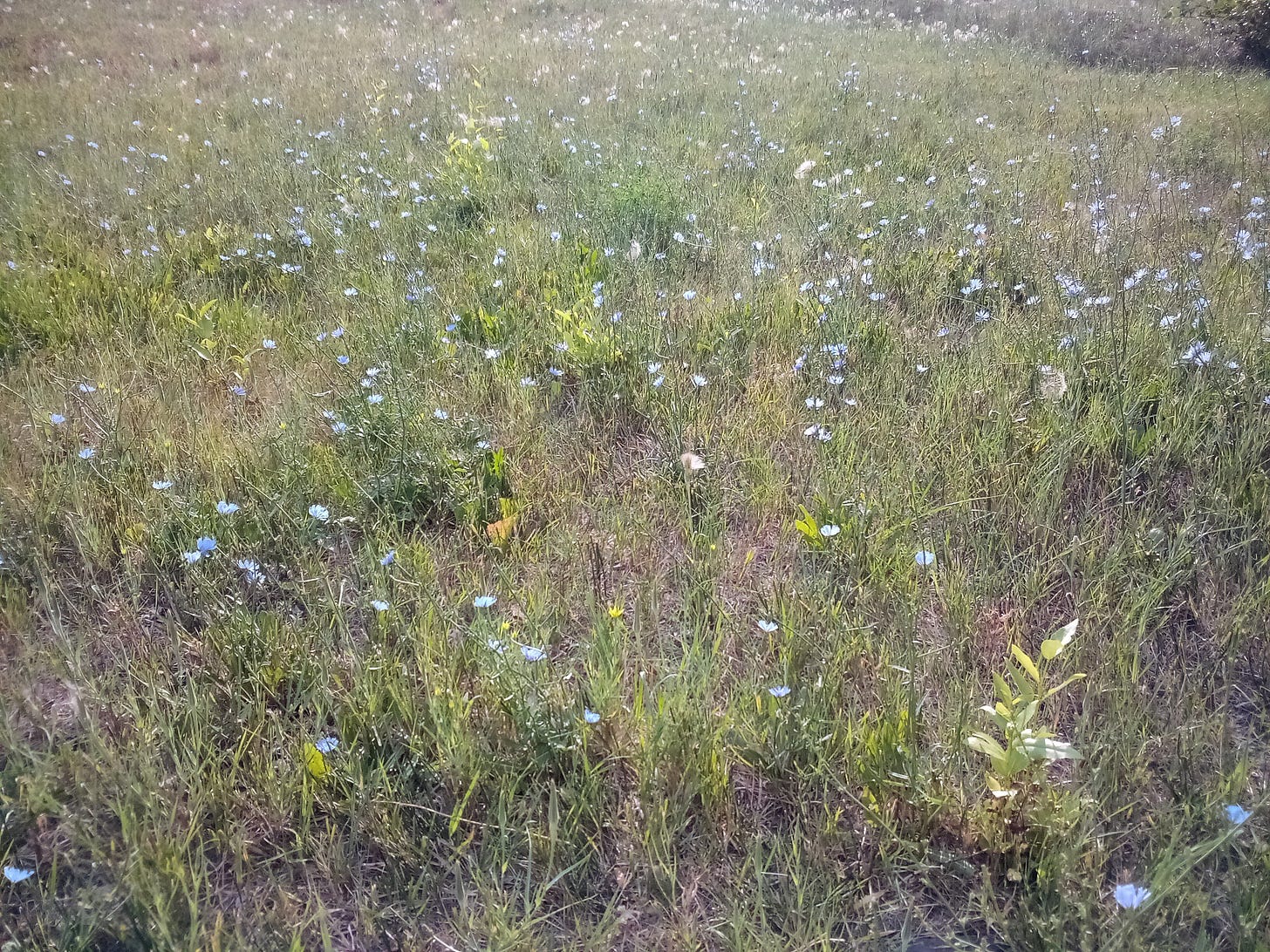 Field of wildflowers