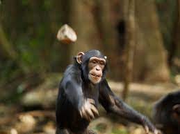 This is Why Chimpanzees Throw Their Poop at Us