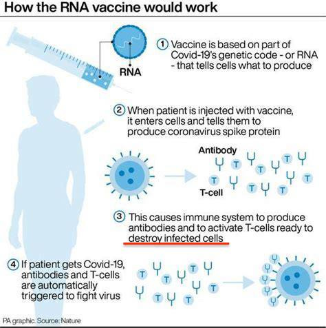 How the RNA vaccine would work 1 1
