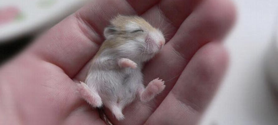Tiny cute baby hamster in a hand