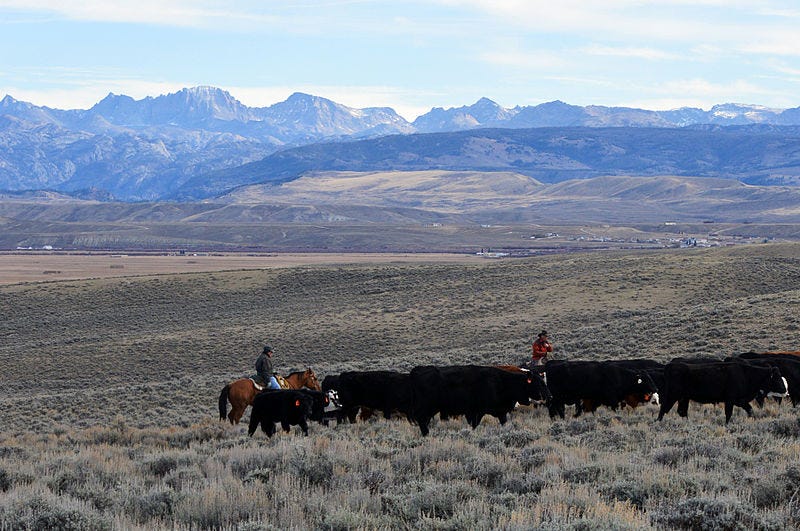 Cattle and cowboys on dry hills in the foreground, low, craggy mountains in the distance