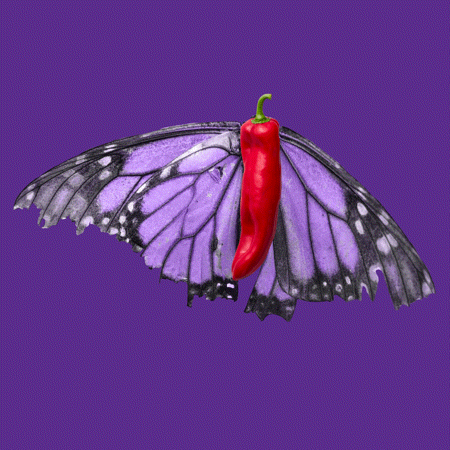 Year 5, Piece Ten: 36. Red Purple. A purple background with a red chili pepper that grows purple monarch butterfly wings that fade in and out.