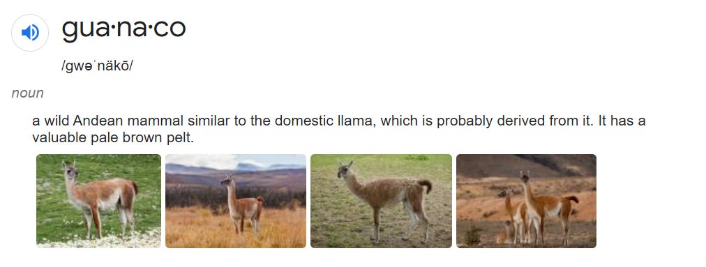 image of google results for guanaco, a type of llama