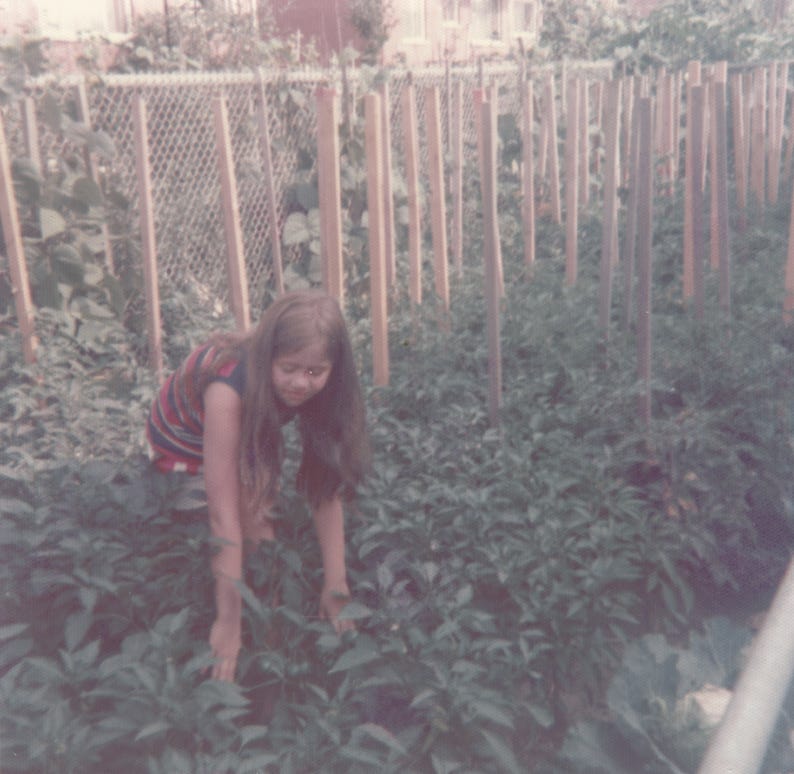 A young girl with long hair, bending over and touching some pepper plants in the garden. There are wooden sticks around her, holding up the growing tomato plants, and a metal fence behind. The photo is from the early 70s.