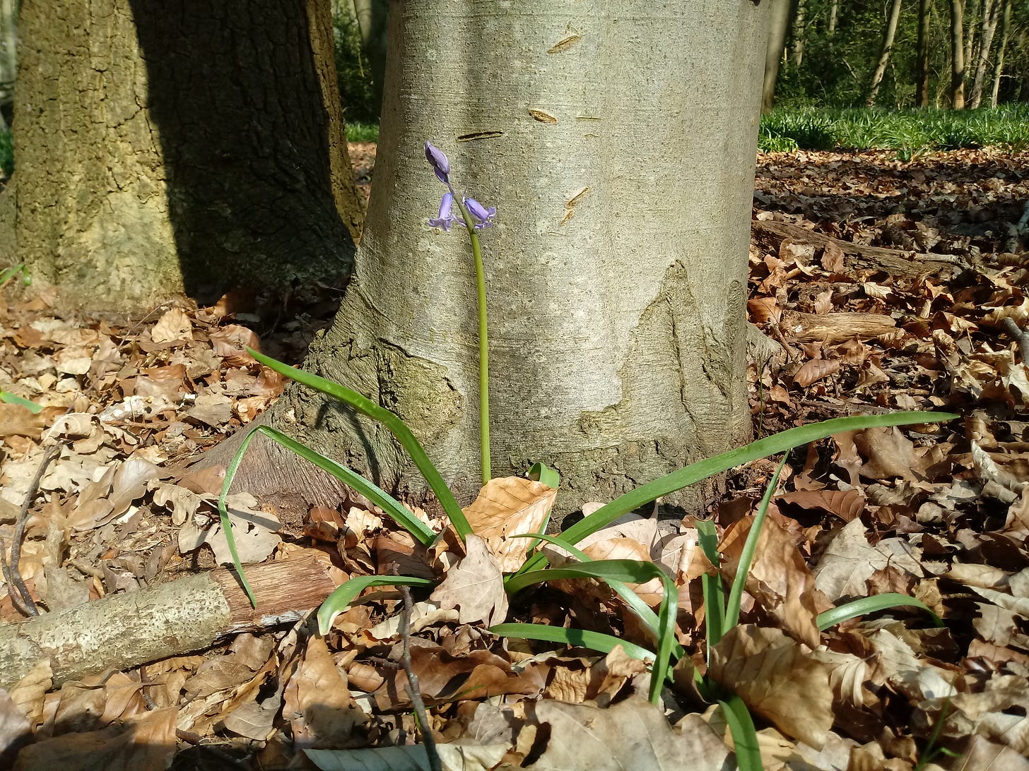 An early bluebell in Cawston Spinney (c) South Rugby News