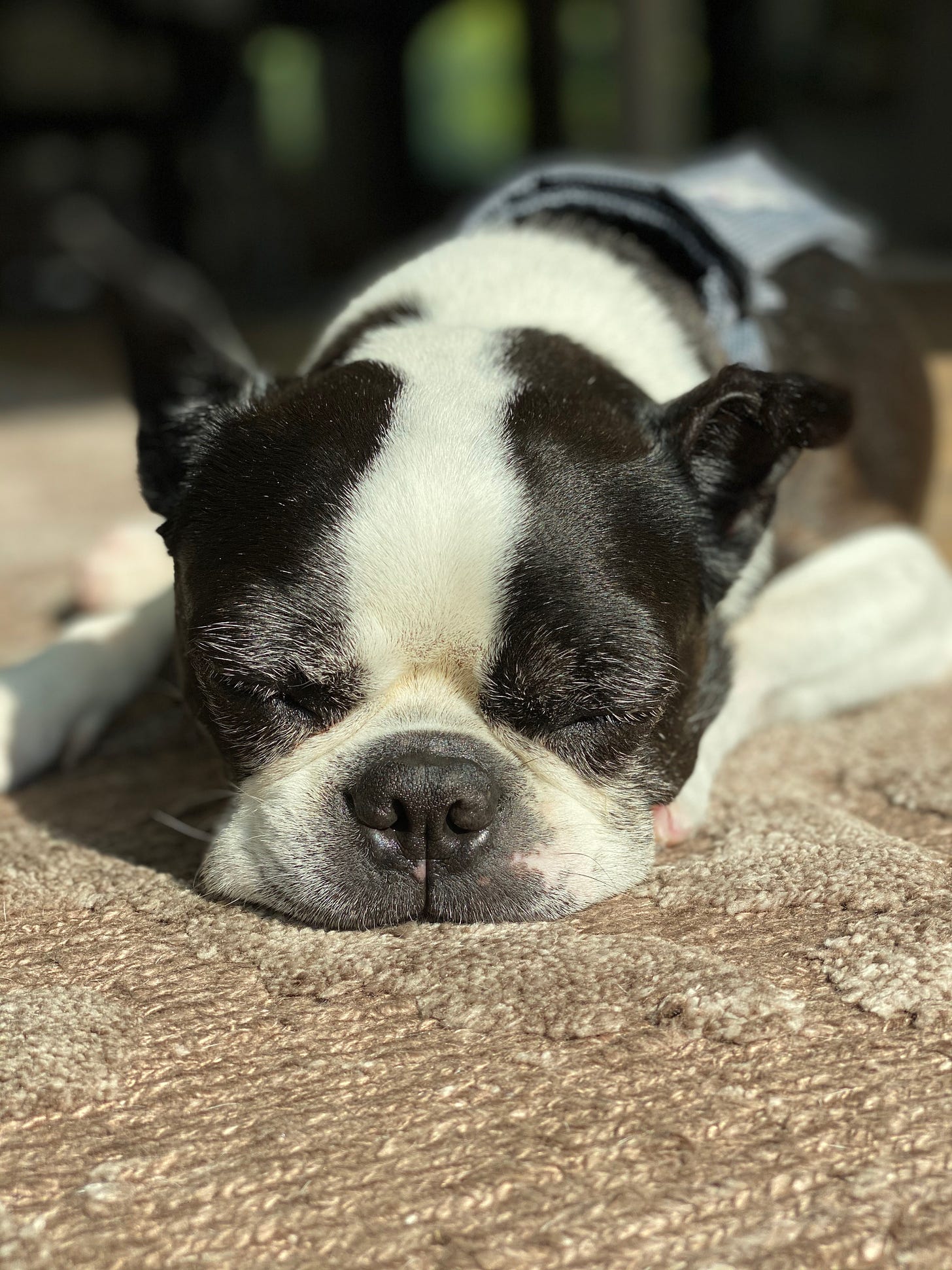 A sleeping Boston terrier