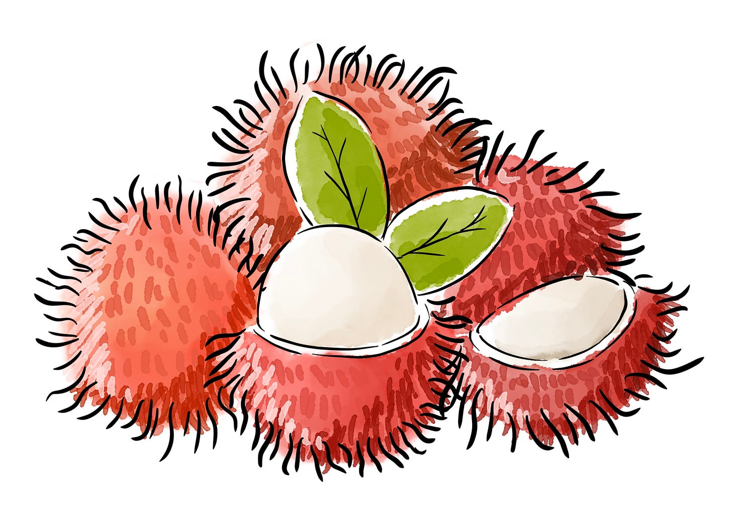 Color illustration of pile of rambutans