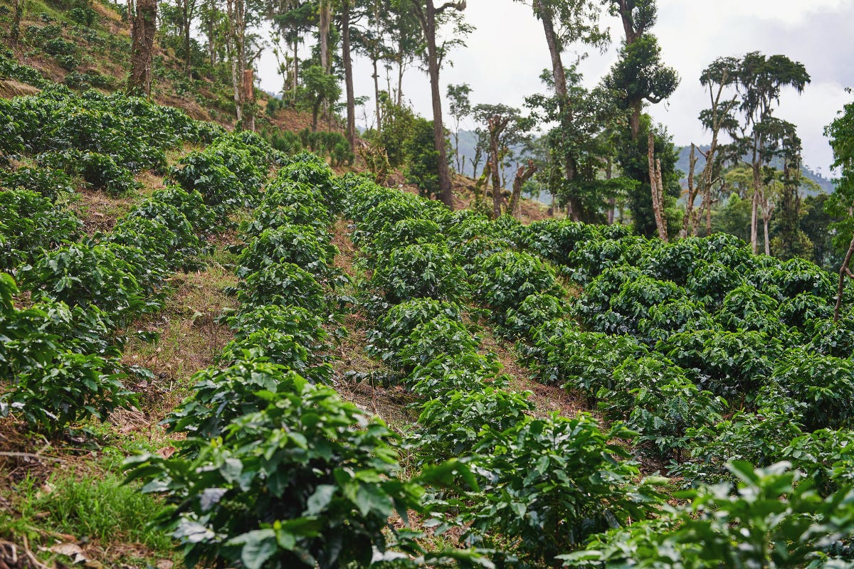 A wide shot of coffee plants on a hillside lined up in rows with growth about knee high and tall trees in the background.