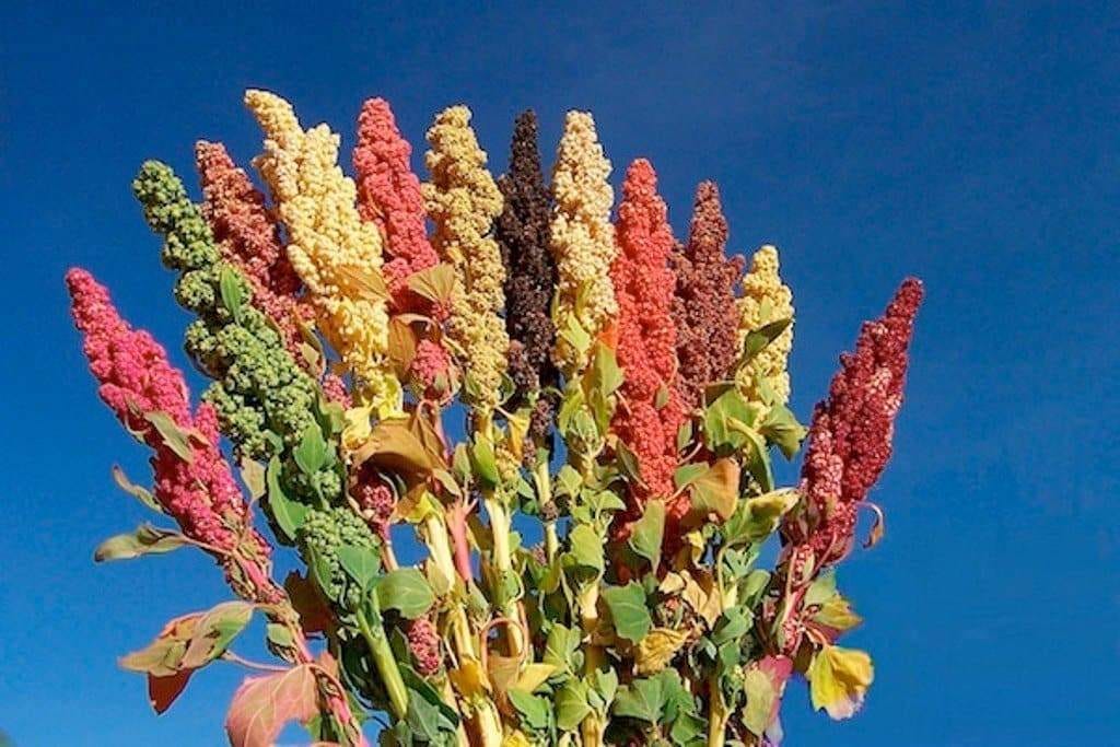 Quinoa plant Seeds - Chenopodium quinoa - Brightest Brilliant Rainbow |  Caribbeangardenseed