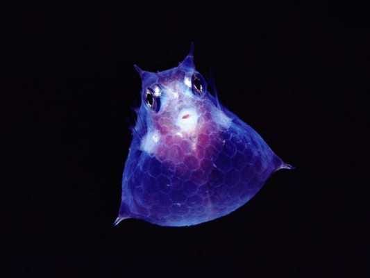 translucido2