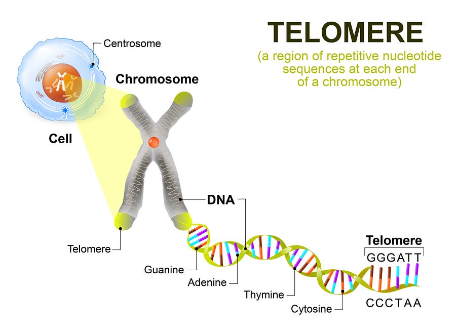 prevention of telomere shortening