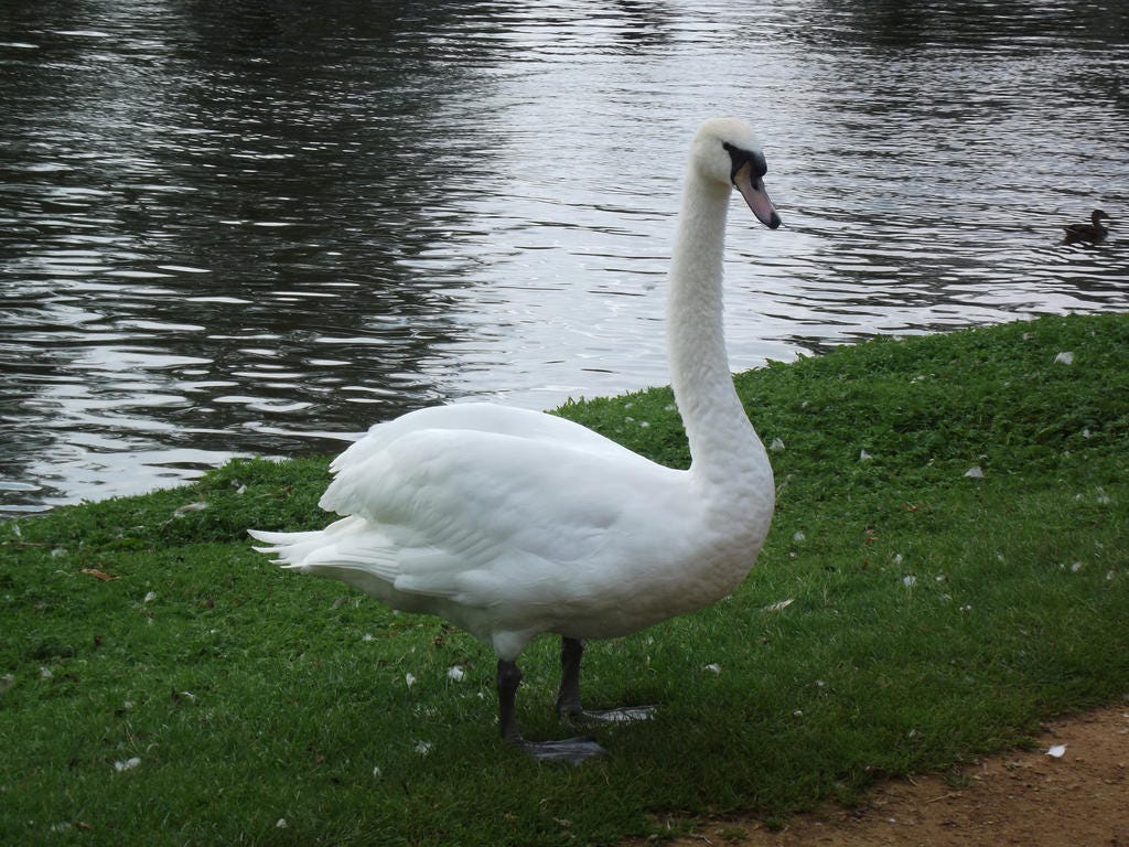 Swan Standing by folipoo on DeviantArt