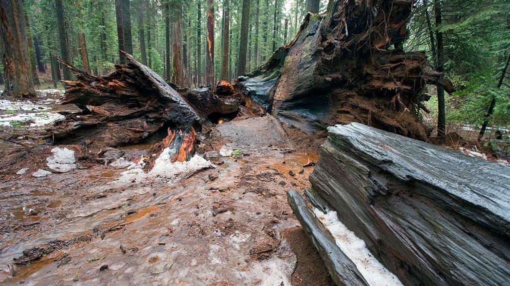 Why California's Ancient Sequoia 'Tunnel Tree' Toppled