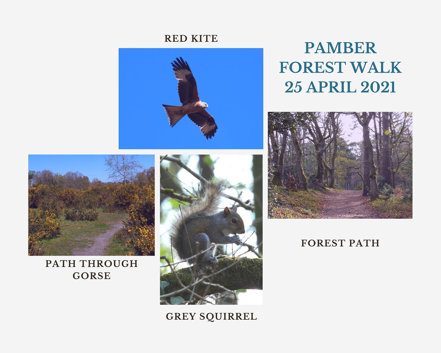 Collage of four images from my walk. Clockwise from the top: a Red Kite flying against a blue sky, a forest path lined with trees, a Grey Squirrel sitting on a branch, a path through Gorse bushes. Title on the collage reads: Pamber Forest Walk 25 April 2021