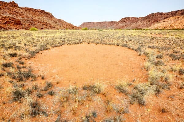 A ring spinifex grass, also known as a fairy circle, in Twyfelfontein, Namibia.