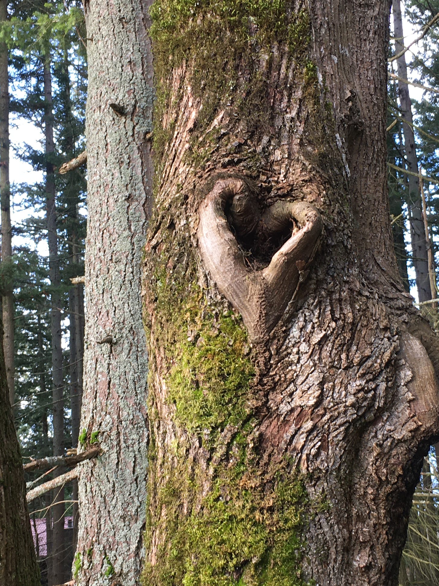 somewhat moss covered tree, with others in the background. Tree in foreground has heart-shaped bark with an opening in the middle of the heart.