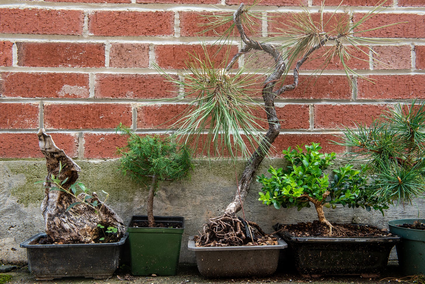 Image description: A lineup of some of my bonsai trees against a brick wall. End image description.