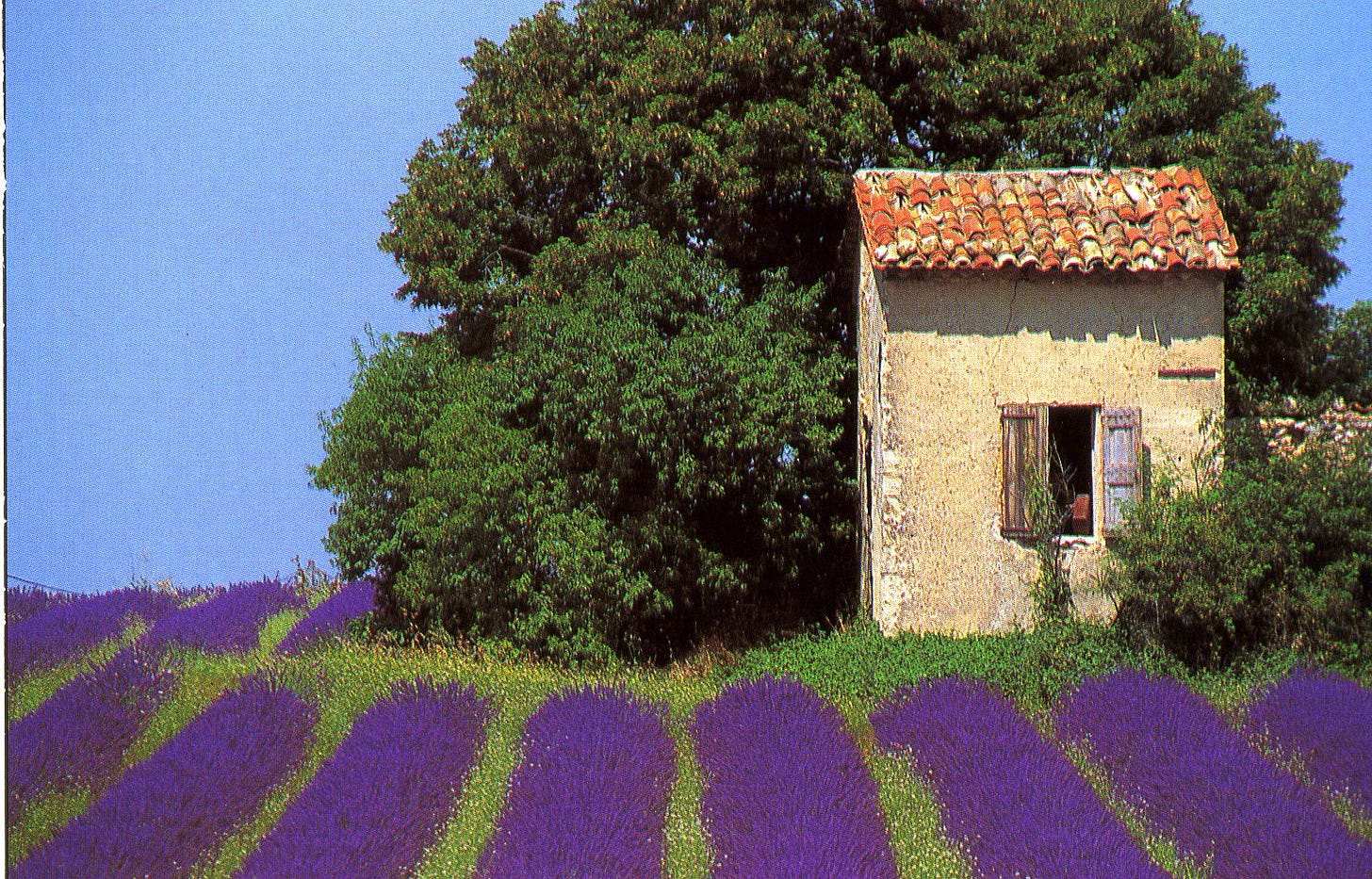 Cabanon-lavande - Photo de Bastides et cabanons - Passion Provence