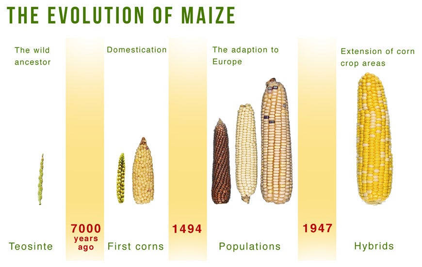 The evolution of maize. © Curiosity | www.wits.ac.za/curiosity/