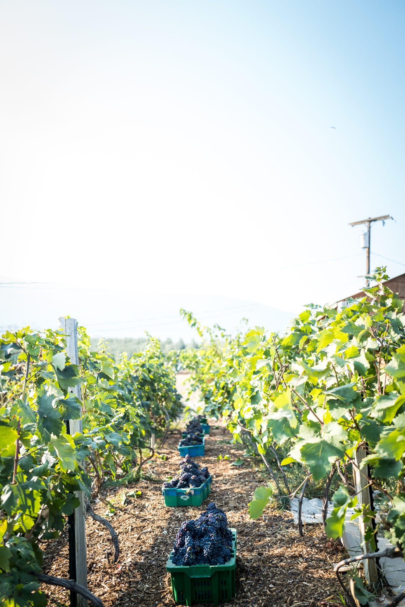 Homestead wine: our 2022 Zinfandel harvest | The Elliott Homestead (.com)