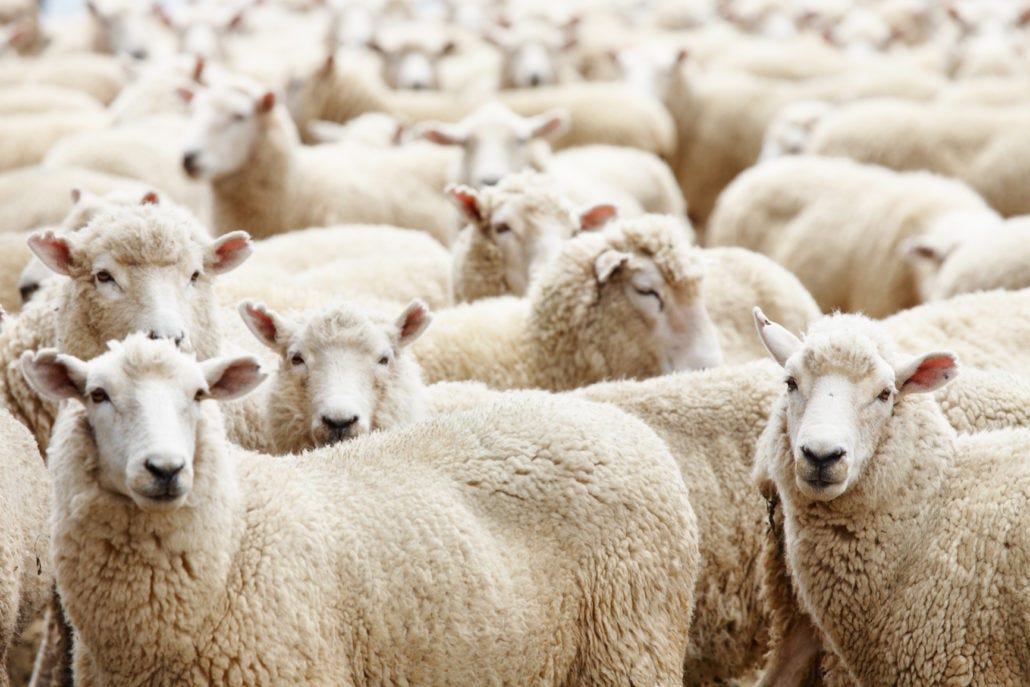 The 2016 "Sheeple" Index: Alarming Number of Lawmakers ...