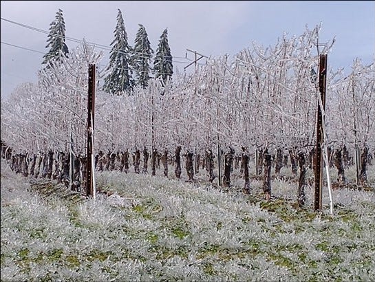 The vineyard encased in ice after Ice Storm 2021.