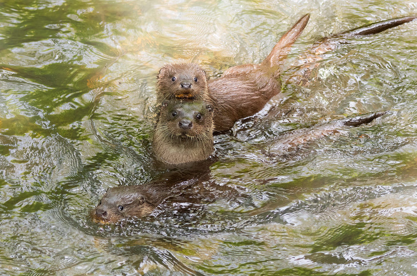 Female otter with two cubs in a river, photographed by Rhiannon Law