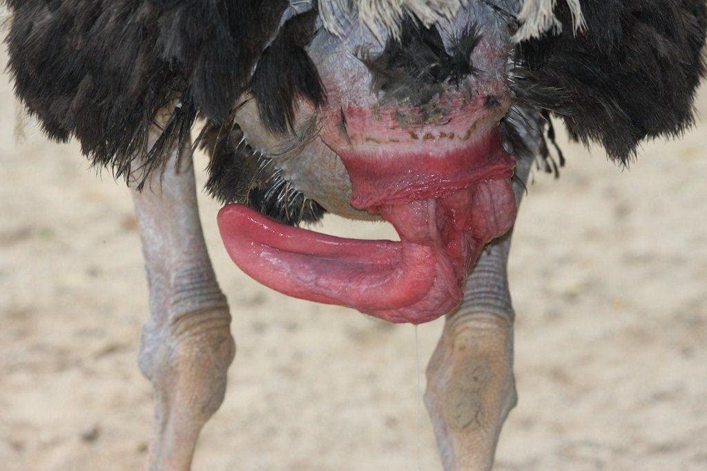 Ostrich penises are weird. : r/WTF