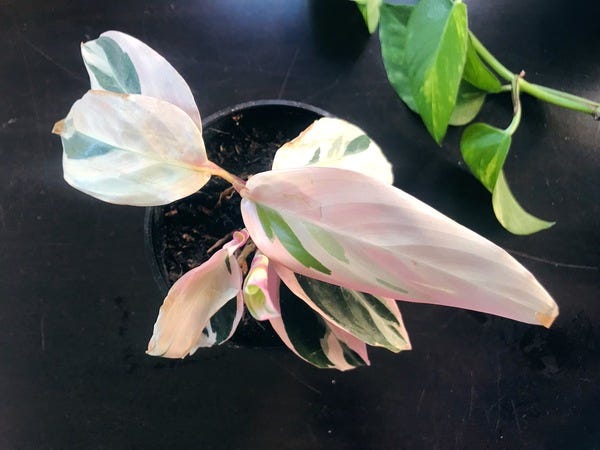 My newest baby is a Stromanthe sanguinea tricolor! It has a gorgeous pink, white, and green combo that I am in love with.