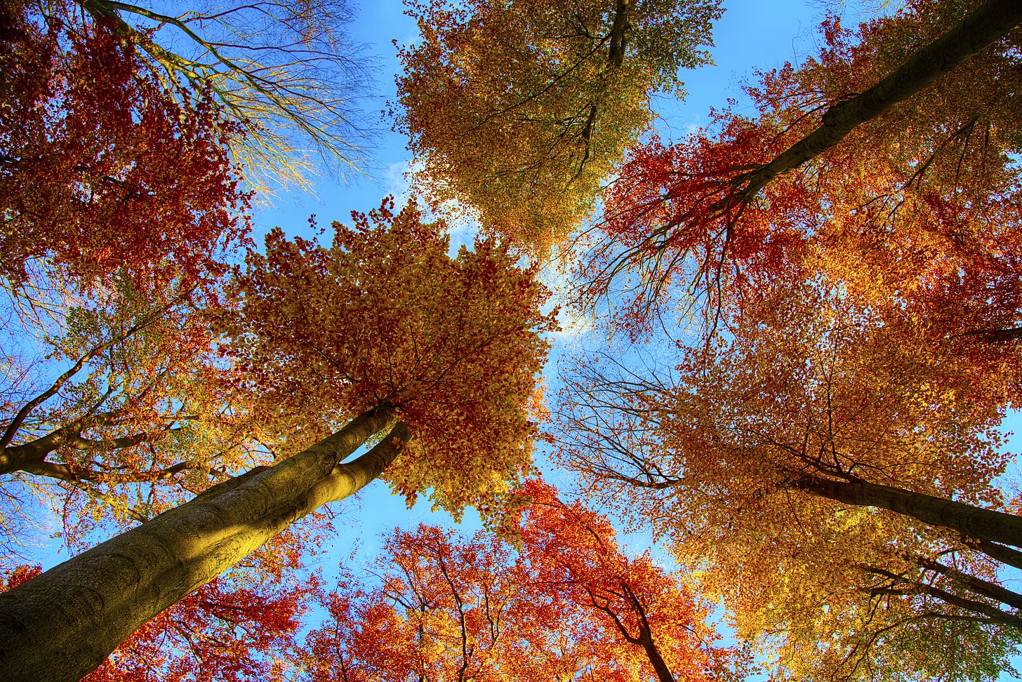 Numerous beeches with bright yellow and red fall colors, photographed from low on the ground upward.