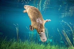 Platypus