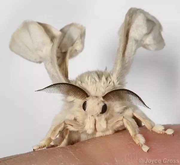 Is the Venezuelan Poodle Moth real? - Quora