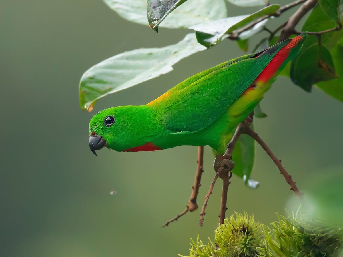 Blue-crowned Hanging-Parrot - eBird