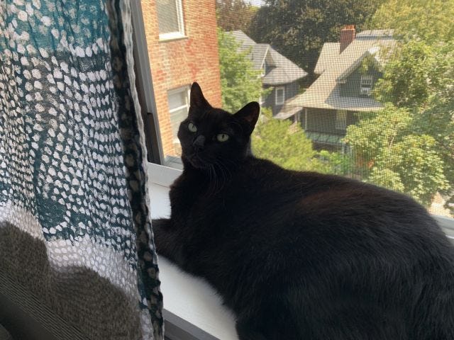 Izzy lounging on the windowsill 