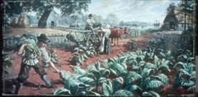 The English harvesting the cash crop tobacco.