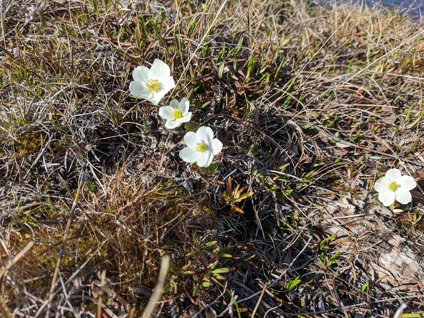 white and yellow flowers pop up along a dry river bed