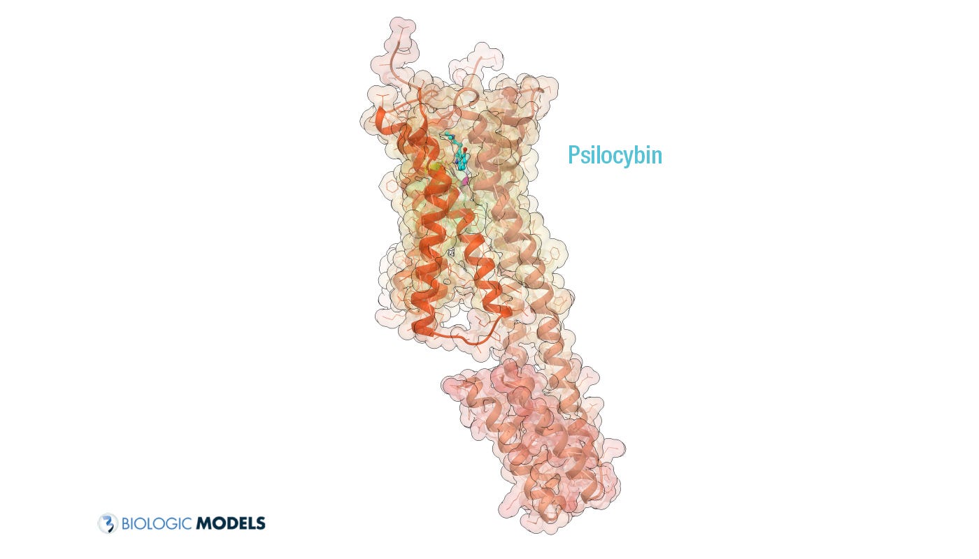 Psilocybin bound to Serotonin Receptor - Biologic Models