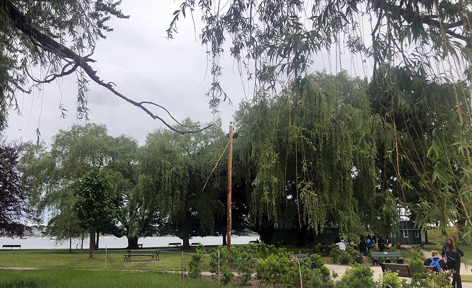 Willow trees at Salem Willows in Massachusetts