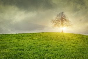 60168810 - dramatic sky and sunsrise over old lonely tree - lonely tree