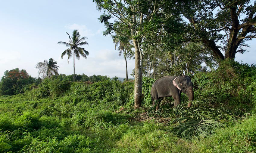The domesticated elephant Minni