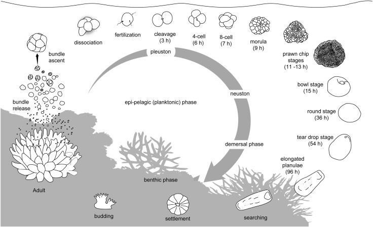 Effects of sediments on the reproductive cycle of corals - ScienceDirect
