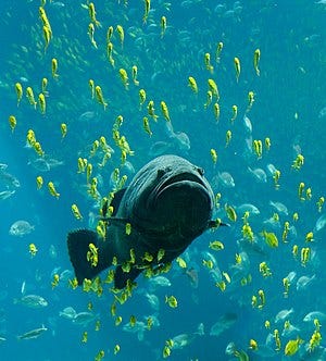 A giant grouper at the Georgia Aquarium, seen ...