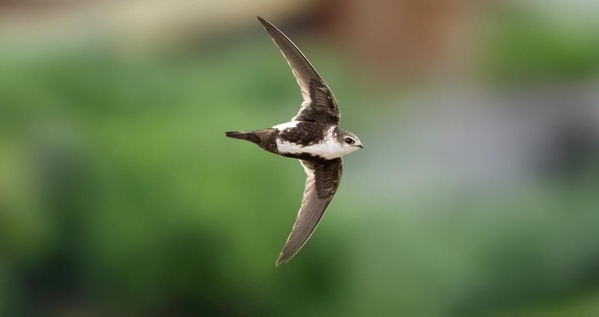 White-throated Swift Overview, All About Birds, Cornell Lab of Ornithology