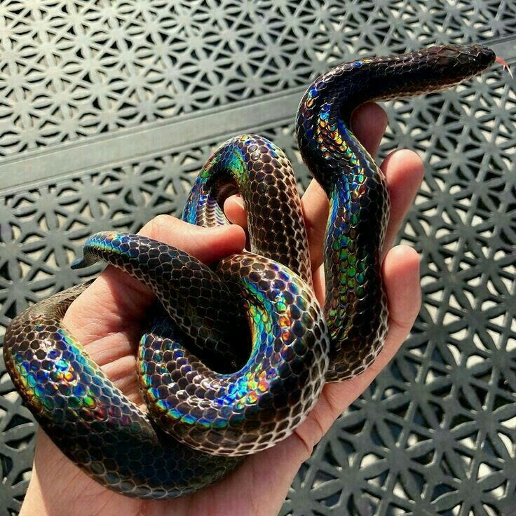 This incredible Sunbeam snake by Maura Hennelly : r/interestingasfuck