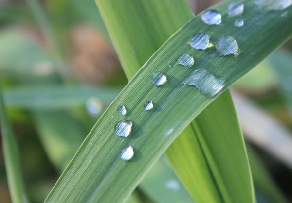 Grass with morning dew Free stock photos in jpg format for free download  510.72KB
