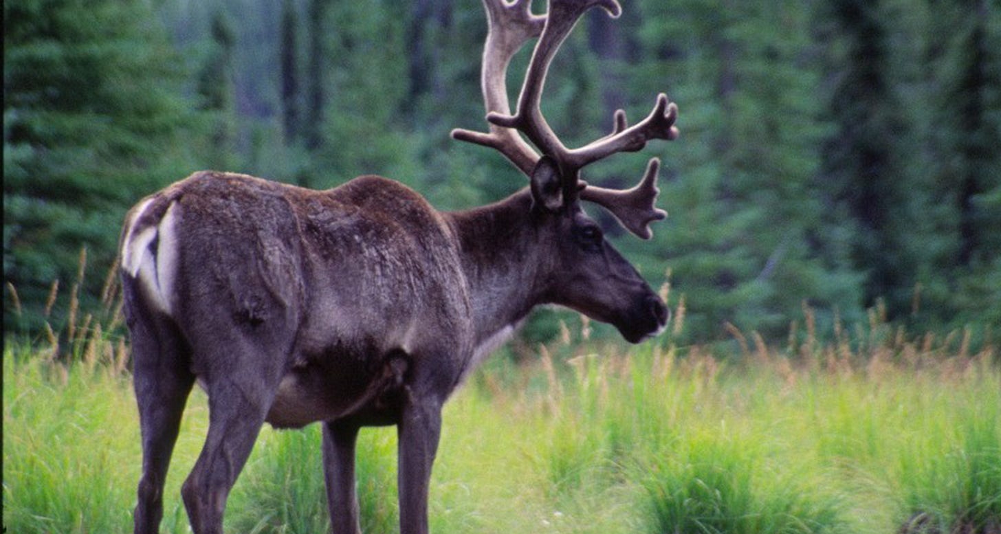 Nature Canada