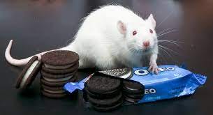 Oreo cookies may be as addictive as drugs, study shows | Star Tribune