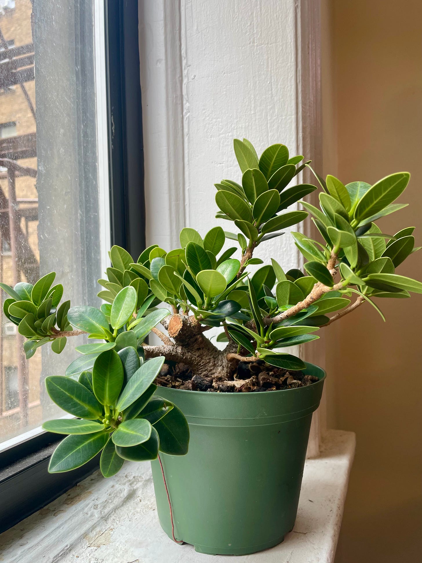 ID: Photo of my smaller ficus mother tree on my windowsill, bushy with new growth.
